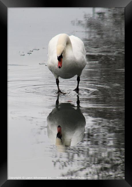 Swan Reflection Framed Print by Liann Whorwood