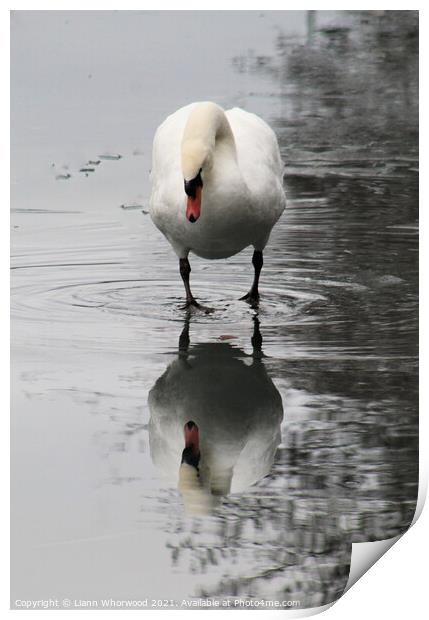 Swan Reflection Print by Liann Whorwood