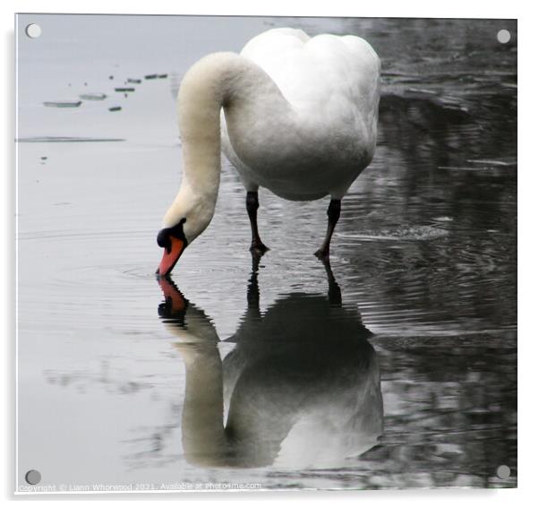 Swan in winter Acrylic by Liann Whorwood