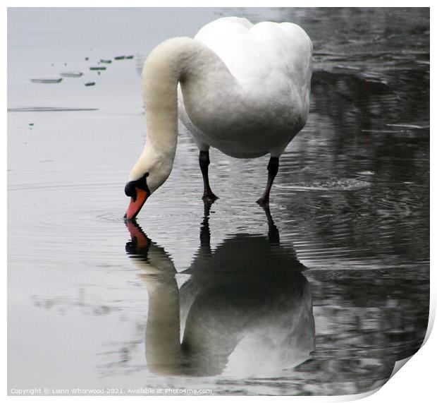 Swan in winter Print by Liann Whorwood