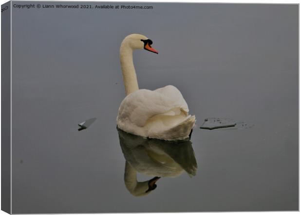 Swan gliding Canvas Print by Liann Whorwood