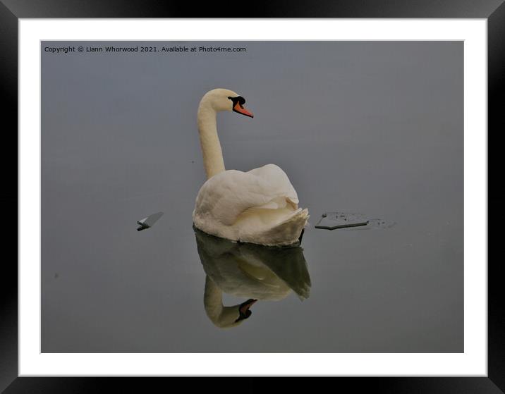 Swan gliding Framed Mounted Print by Liann Whorwood