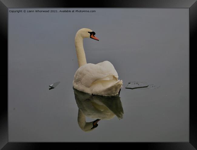 Swan gliding Framed Print by Liann Whorwood