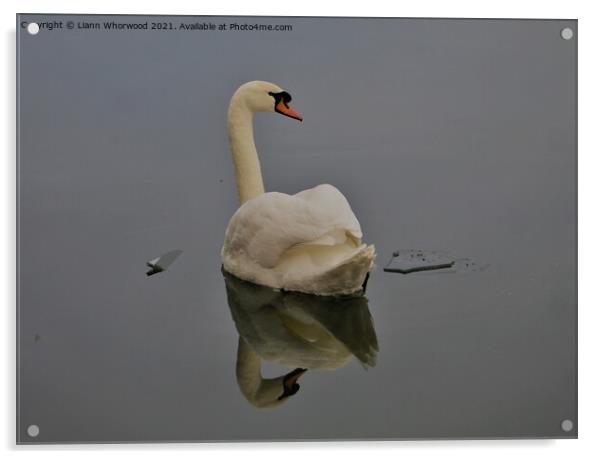 Swan gliding Acrylic by Liann Whorwood