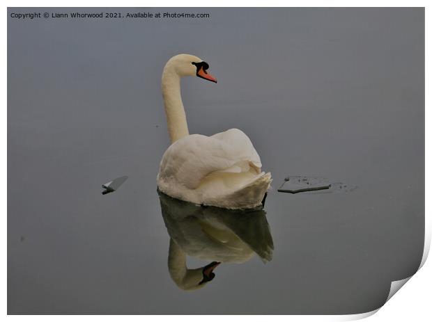 Swan gliding Print by Liann Whorwood