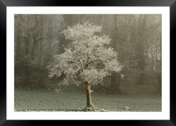 sunlit tree Framed Mounted Print by Simon Johnson