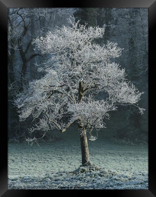 Hoar frost Broadway Woods Cotswolds Gloucestershire  Framed Print by Simon Johnson