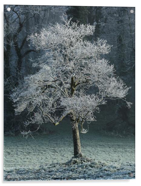 Hoar frost Broadway Woods Cotswolds Gloucestershire  Acrylic by Simon Johnson