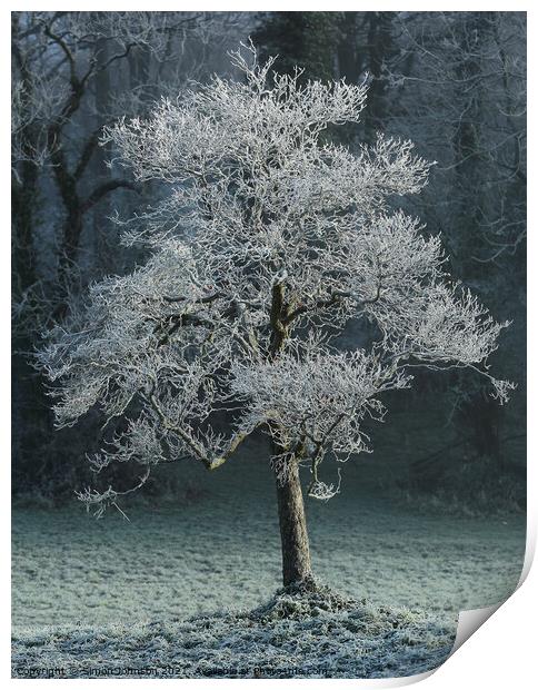 Hoar frost Broadway Woods Cotswolds Gloucestershire  Print by Simon Johnson