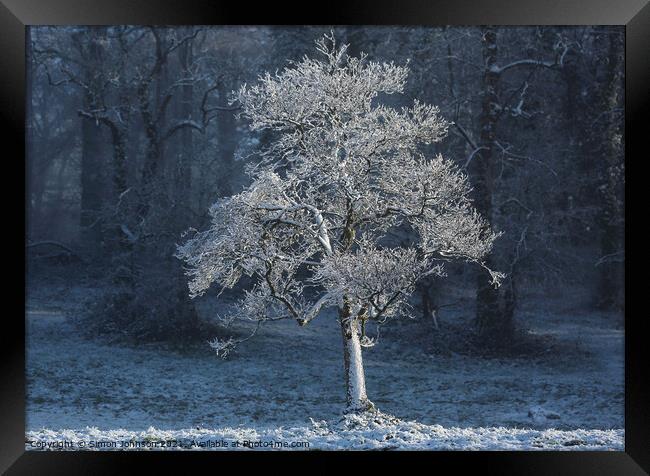 sunlit frosted tree Framed Print by Simon Johnson