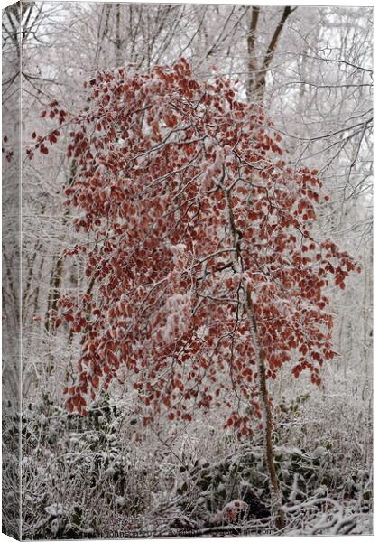 Frosted Beech Tree Canvas Print by Simon Johnson