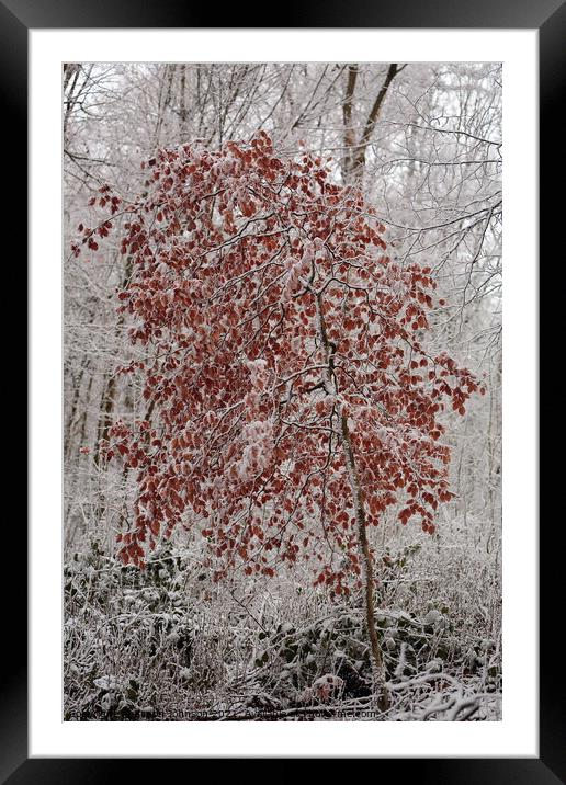 Frosted Beech Tree Framed Mounted Print by Simon Johnson