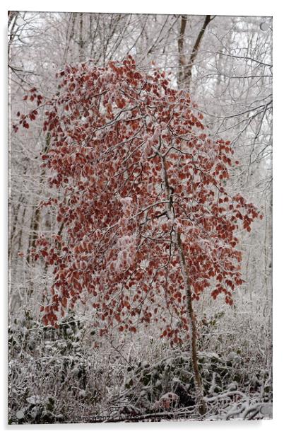 Frosted Beech Tree Acrylic by Simon Johnson