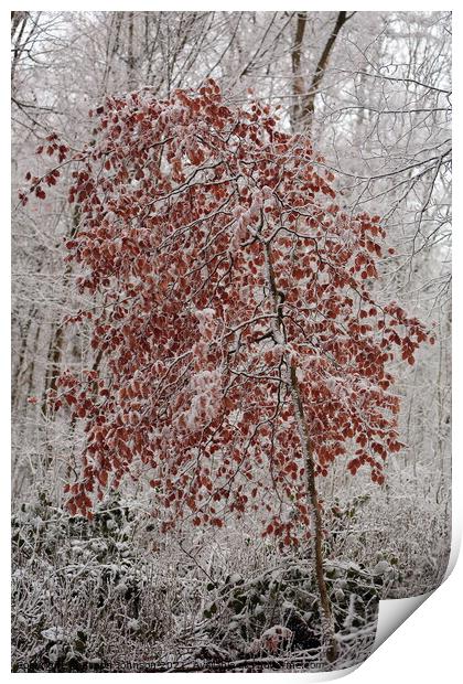 Frosted Beech Tree Print by Simon Johnson
