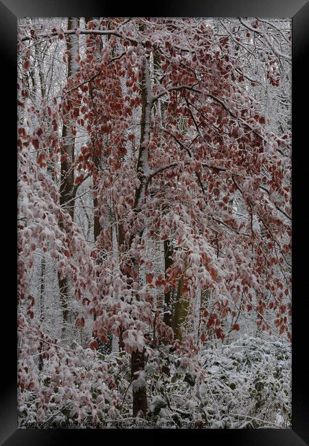 Frosted woodland Framed Print by Simon Johnson