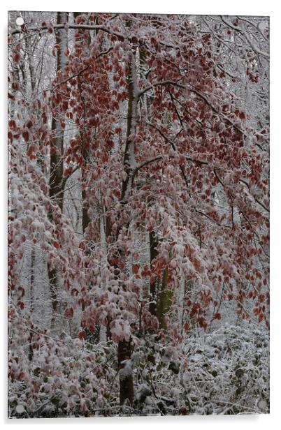 Frosted woodland Acrylic by Simon Johnson
