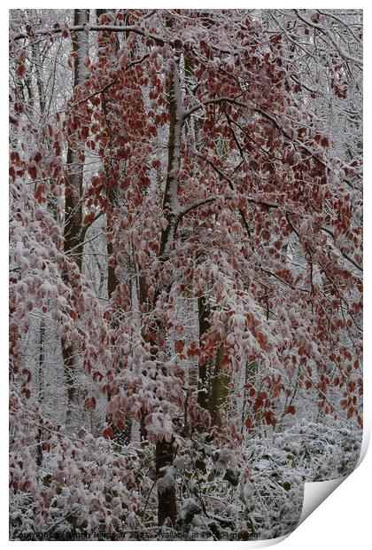 Frosted woodland Print by Simon Johnson