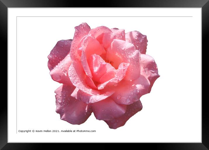 Beautiful pink rose with rain water droplets Framed Mounted Print by Kevin Hellon