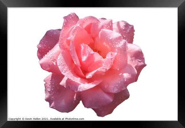 Beautiful pink rose with rain water droplets Framed Print by Kevin Hellon