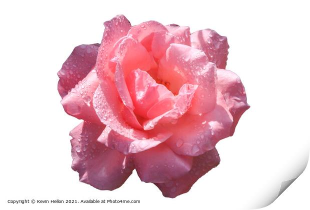 Beautiful pink rose with rain water droplets Print by Kevin Hellon