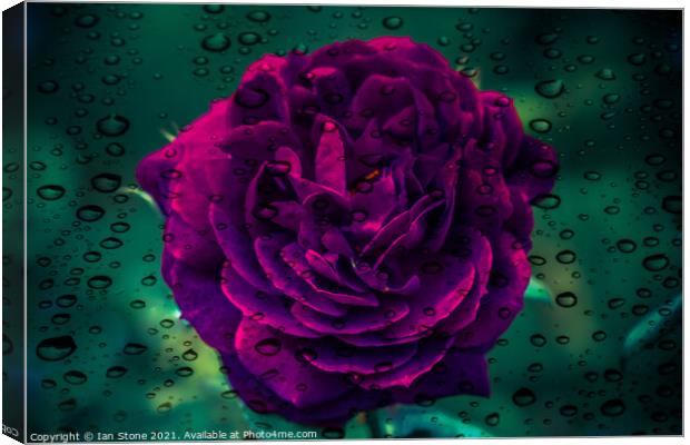 Raindrops and rose flowers  Canvas Print by Ian Stone