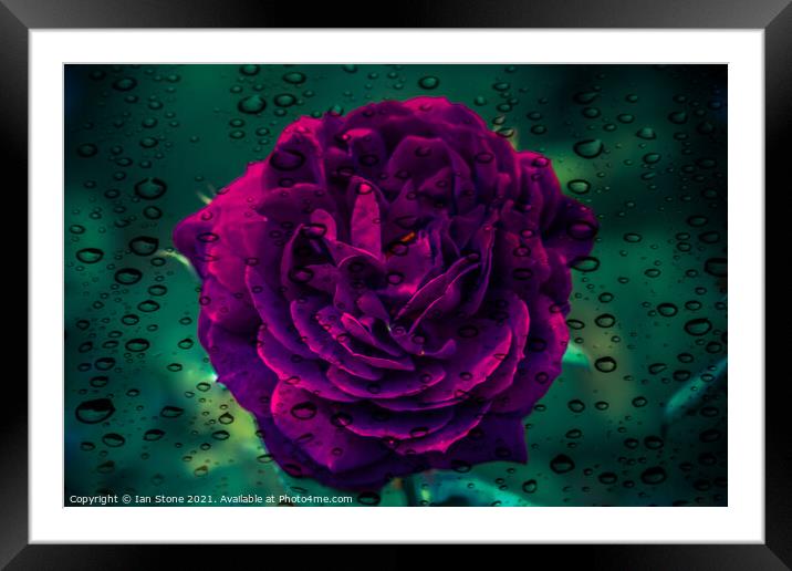 Raindrops and rose flowers  Framed Mounted Print by Ian Stone