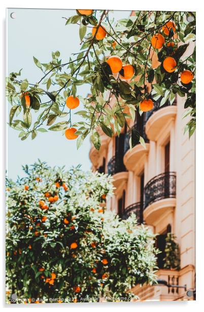 Orange Trees In Barcelona City, Spain Acrylic by Radu Bercan