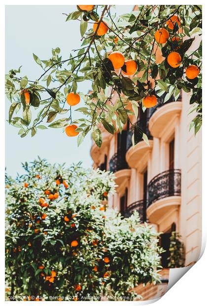 Orange Trees In Barcelona City, Spain Print by Radu Bercan