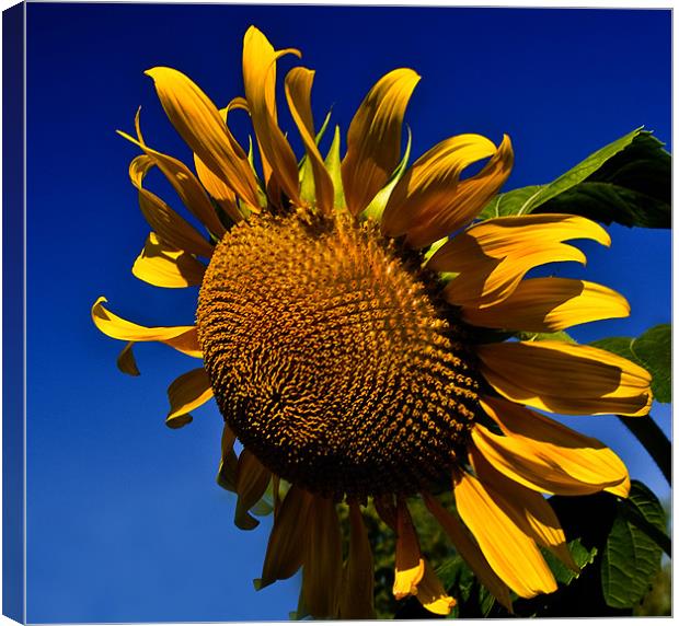 Golden Sunflower Canvas Print by Kathleen Stephens