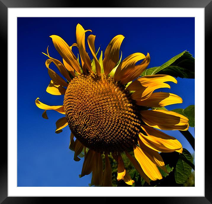Golden Sunflower Framed Mounted Print by Kathleen Stephens