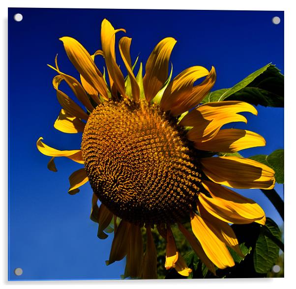 Golden Sunflower Acrylic by Kathleen Stephens