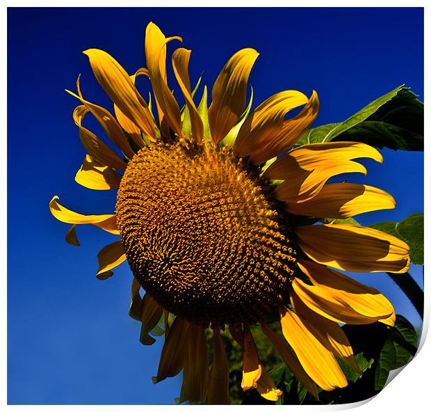 Golden Sunflower Print by Kathleen Stephens