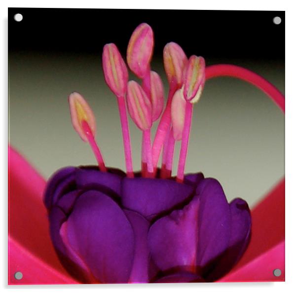 Fuchsia Acrylic by Kathleen Stephens