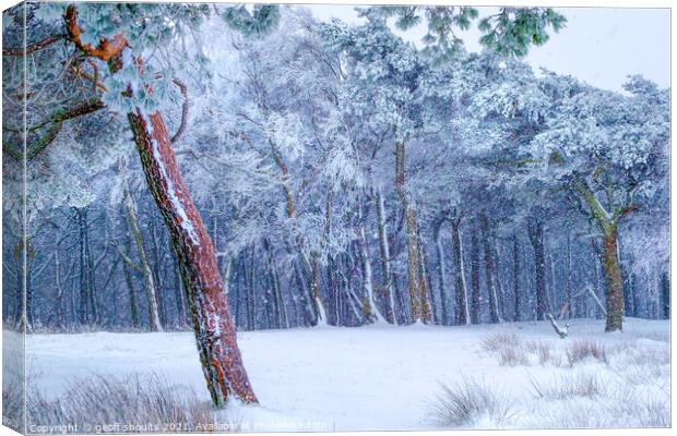 Winter in the woods Canvas Print by geoff shoults