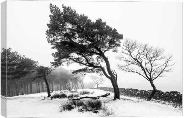 Monochrome winter woods Canvas Print by geoff shoults
