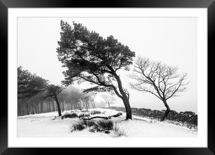 Monochrome winter woods Framed Mounted Print by geoff shoults