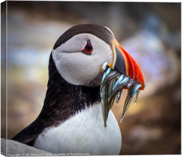 Catch of the Day Canvas Print by Viv Thompson