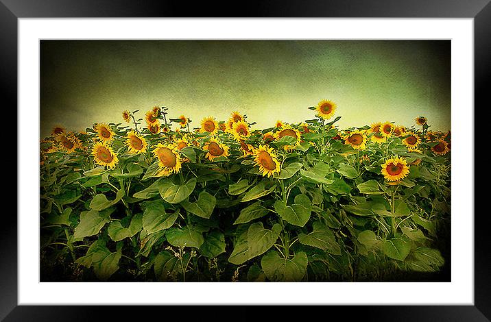 Sun Flowers Framed Mounted Print by Irene Burdell