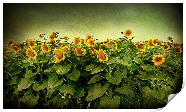 Sun Flowers Print by Irene Burdell