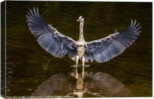 Magnificent Heron in a city park Liverpool Canvas Print by Phil Longfoot