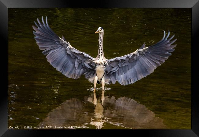 Magnificent Heron in a city park Liverpool Framed Print by Phil Longfoot