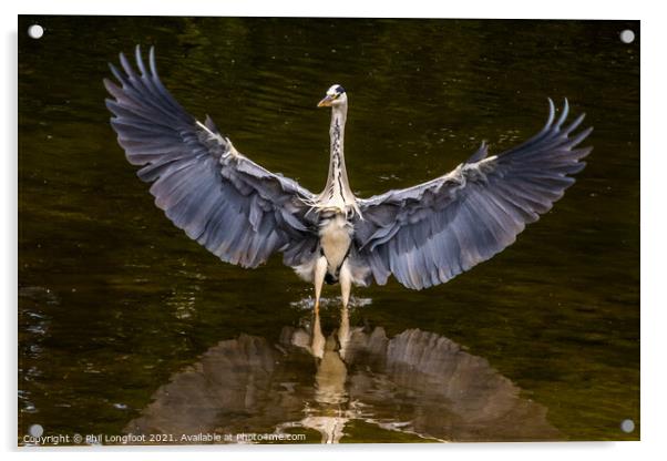 Magnificent Heron in a city park Liverpool Acrylic by Phil Longfoot