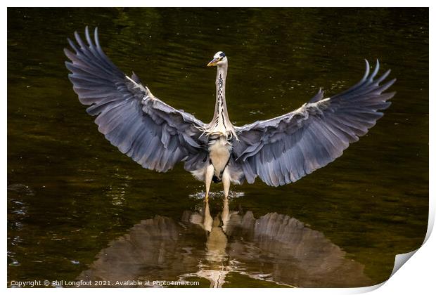 Magnificent Heron in a city park Liverpool Print by Phil Longfoot