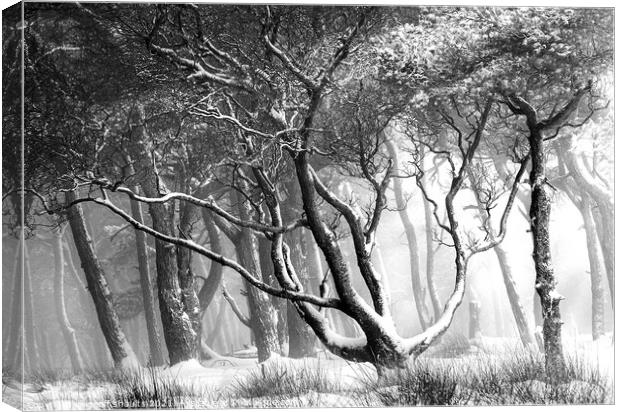 Magical winter Canvas Print by geoff shoults