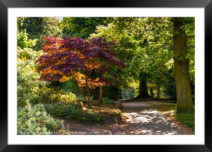 Colourful trees in Calderstones Park Liverpool  Framed Mounted Print by Phil Longfoot