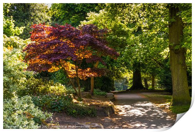 Colourful trees in Calderstones Park Liverpool  Print by Phil Longfoot