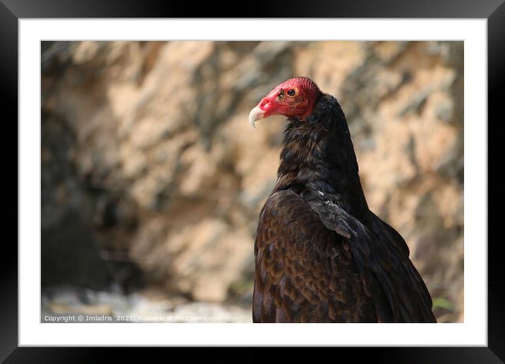 Turkey vulture, Cathartes aura in profiel Framed Mounted Print by Imladris 