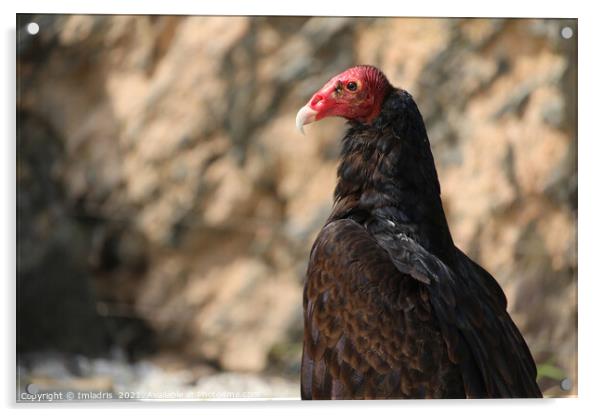 Turkey vulture, Cathartes aura in profiel Acrylic by Imladris 