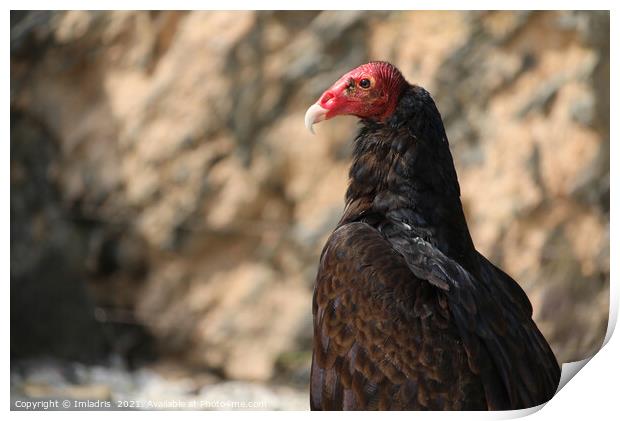 Turkey vulture, Cathartes aura in profiel Print by Imladris 