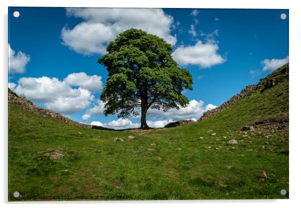 Sycamore Gap Acrylic by Mike Cave